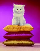 CHROMOTHERAPIA - FEEL-GOOD COLOR PHOTOGRAPHY