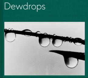 dewdrops-maddel-fuchs